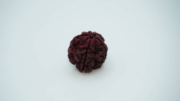 14 Mukhi Rudraksha Sahakara Nagar